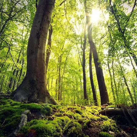 In Nahe Dem Skigebiet Daire